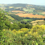 Fratticiola Selvatica